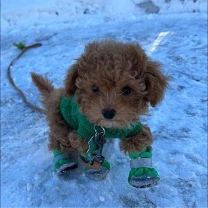 Meet your Posher, Andrée-julie